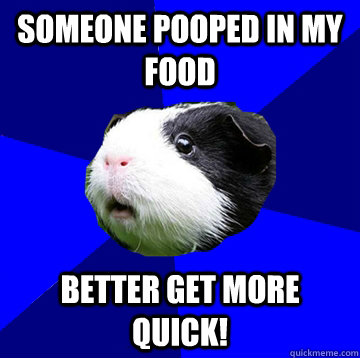 Someone pooped in my food better get more quick!  Jumpy Guinea Pig