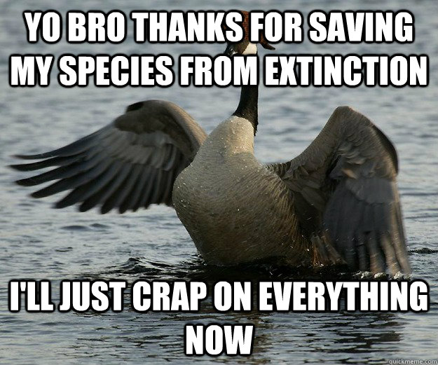 Yo bro thanks for saving my species from extinction i'll just crap on everything now  Scumbag Canada Goose