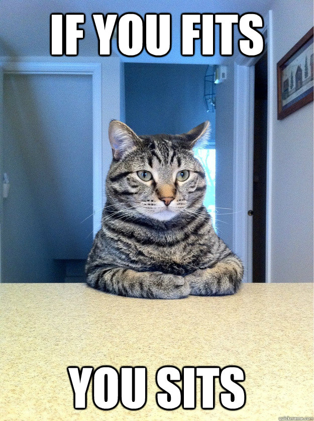 If you fits you sits - If you fits you sits  Chris Hansen Cat