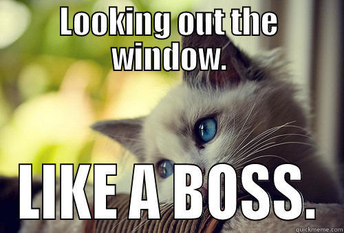 LOOKING OUT THE WINDOW. LIKE A BOSS. First World Problems Cat