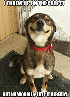 I threw up on the carpet but no worries, I ate it already  