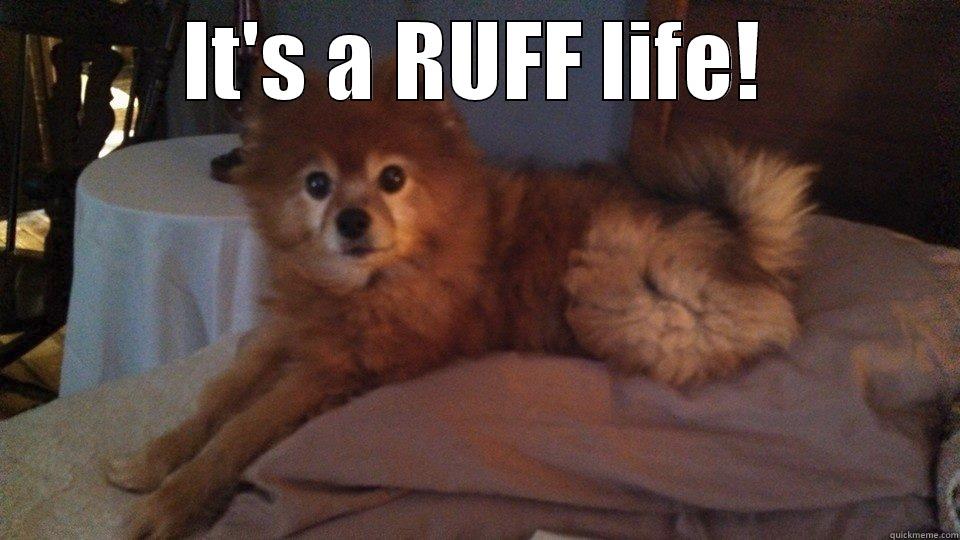 IT'S A RUFF LIFE!  Misc