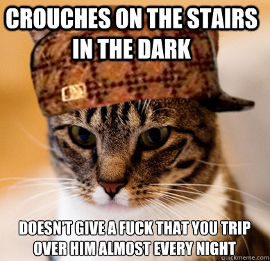 crouches on the stairs in the dark doesn't give a fuck that you trip over him almost every night  Scumbag Cat