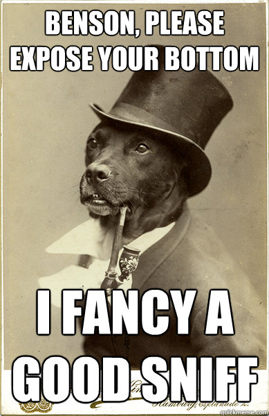 Benson, please expose your bottom I fancy a good sniff  Old Money Dog