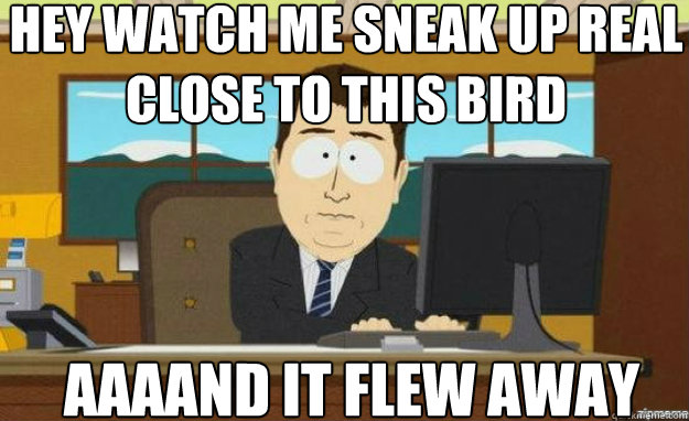 Hey watch me sneak up real close to this bird AAAAND it flew away  aaaand its gone