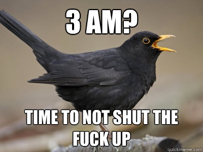 3 AM? Time to not shut the fuck up - 3 AM? Time to not shut the fuck up  Scumbag Blackbird