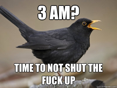 3 AM? Time to not shut the fuck up  
