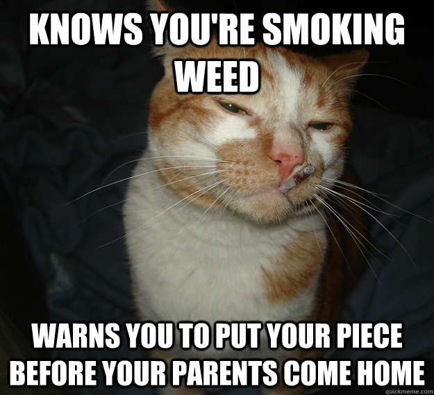 knows you're smoking weed warns you to put your piece before your parents come home - knows you're smoking weed warns you to put your piece before your parents come home  Good Guy Cat