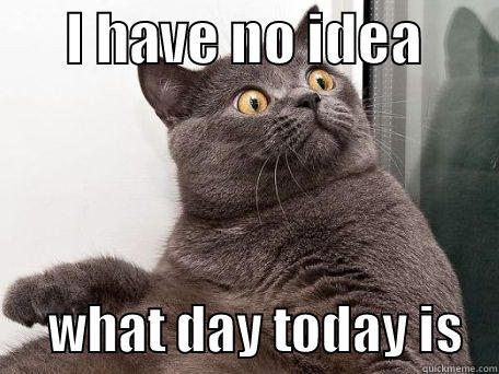       I HAVE NO IDEA             WHAT DAY TODAY IS   conspiracy cat