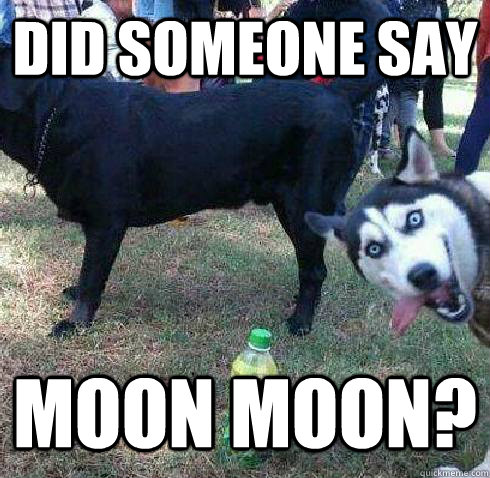 did someone say Moon Moon? - did someone say Moon Moon?  Overtly Sexual Husky