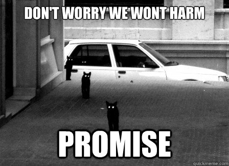 don't worry We wont harm promise - don't worry We wont harm promise  Stalker cats