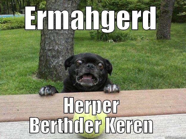 Herper Berthder - ERMAHGERD HERPER BERTHDER KEREN Berks Dog