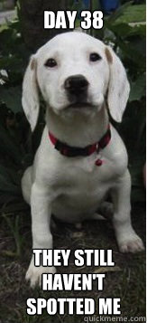 Day 38 They still haven't spotted me - Day 38 They still haven't spotted me  Dalmatian Puppy