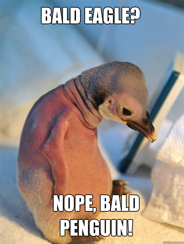 Bald eagle? Nope, bald penguin!  