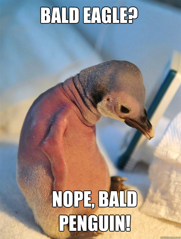 Bald eagle? Nope, bald penguin! - Bald eagle? Nope, bald penguin!  Socially awkward penguin gets a haircut