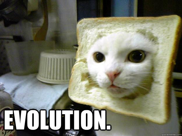  Evolution. -  Evolution.  Bread Cat