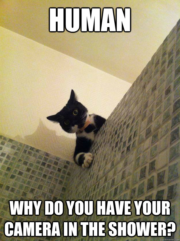 human Why do you have your camera in the shower?  Incredulous Cat