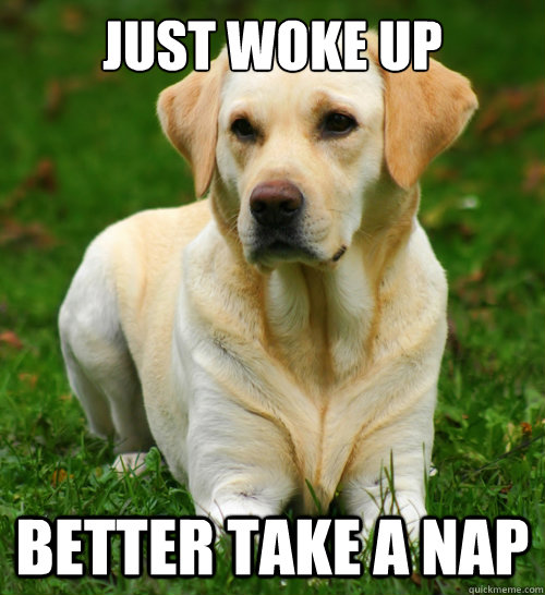 Just woke up Better take a nap  Dog Logic