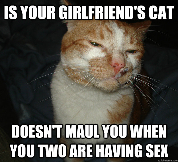 is your girlfriend's cat doesn't maul you when you two are having sex  Cool Cat Craig