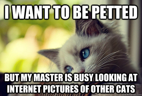 I want to be petted but my master is busy looking at internet pictures of other cats  First World Problems Cat
