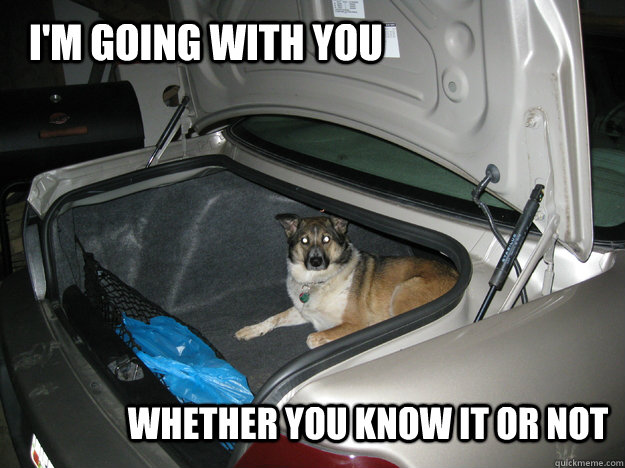 I'm going with you Whether you know it or not  Stow Away Dog
