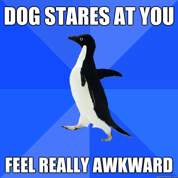 Dog Stares at you feel really awkward  Socially Awkward Penguin