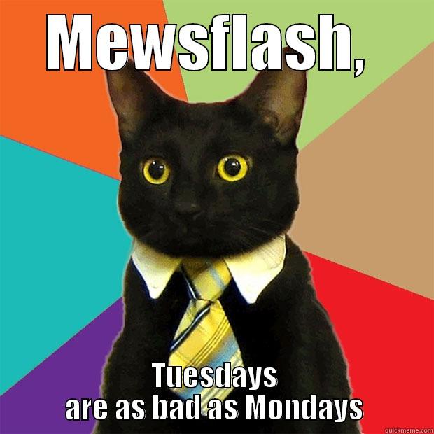 Tuesday Kitty - MEWSFLASH,  TUESDAYS ARE AS BAD AS MONDAYS Business Cat