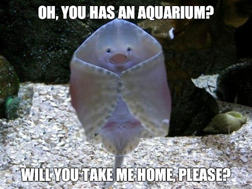 Oh, you has an aquarium? Will you take me home, please?  