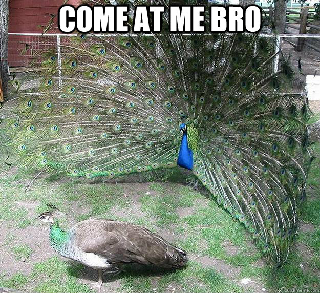 come at me bro  