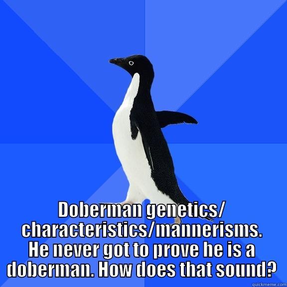  DOBERMAN GENETICS/ CHARACTERISTICS/MANNERISMS. HE NEVER GOT TO PROVE HE IS A DOBERMAN. HOW DOES THAT SOUND? Socially Awkward Penguin