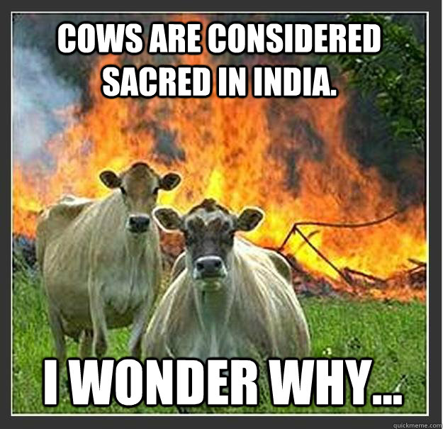Cows are considered sacred in India. I wonder why... - Cows are considered sacred in India. I wonder why...  Evil cows