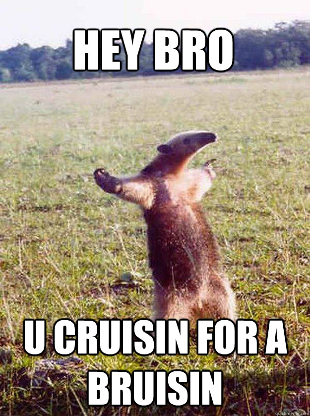HEY BRO U CRUISIN FOR A BRUISIN  anteater