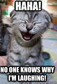 Haha! No one knows why I'm laughing! - Haha! No one knows why I'm laughing!  Laughing Cat
