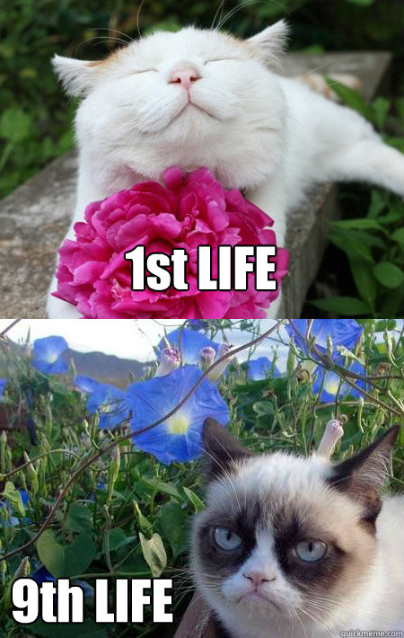 1st LIFE 9th LIFE - 1st LIFE 9th LIFE  Grumpy Cat w happier cat and flowers