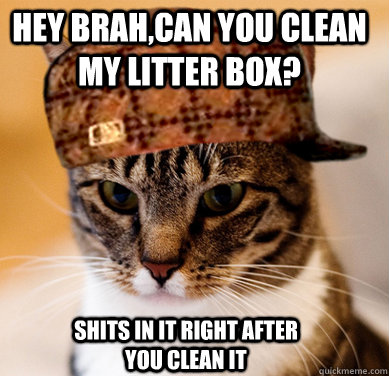 Hey brah,can you clean my litter box? shits in it right after you clean it  Scumbag Cat