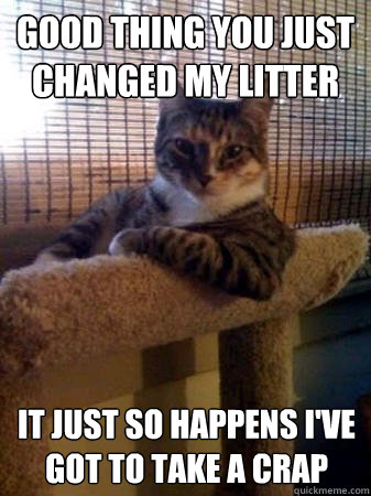 Good Thing You Just Changed my LItter It just so happens I've got to take a crap  The Most Interesting Cat in the World