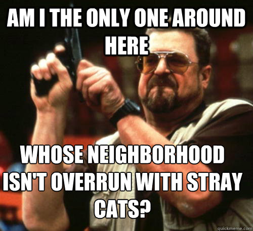 Am i the only one around here whose neighborhood isn't overrun with stray cats? Caption 3 goes here - Am i the only one around here whose neighborhood isn't overrun with stray cats? Caption 3 goes here  Am I The Only One Around Here