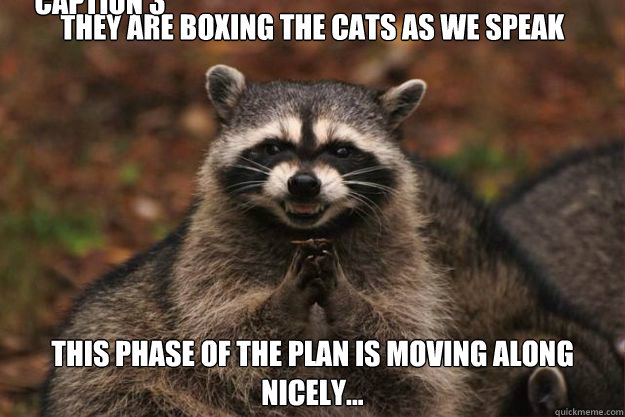 They are boxing the cats as we speak This phase of the plan is moving along nicely... Caption 3 goes here  Evil genius racoon