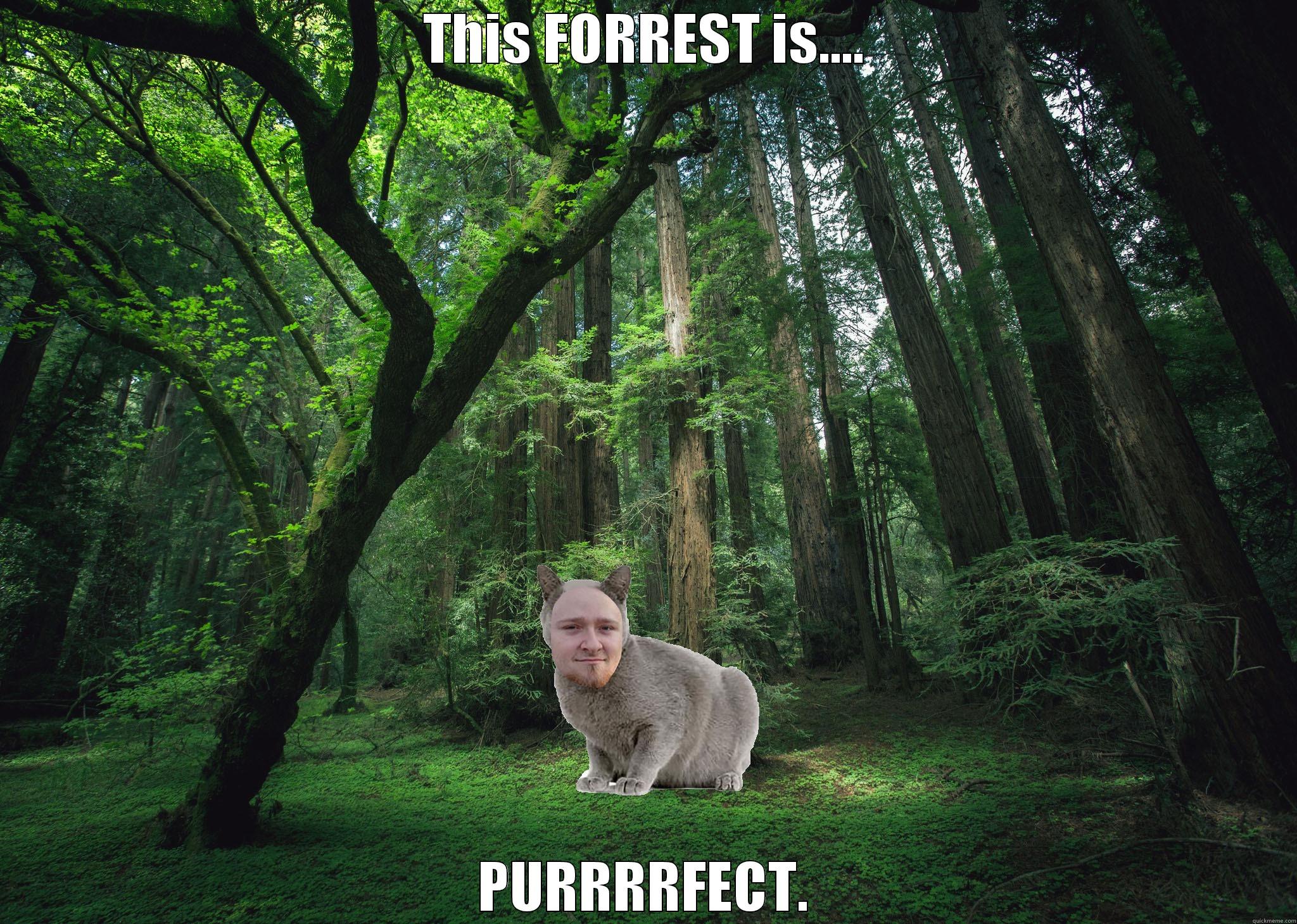 THIS FORREST IS.... PURRRRFECT. Misc