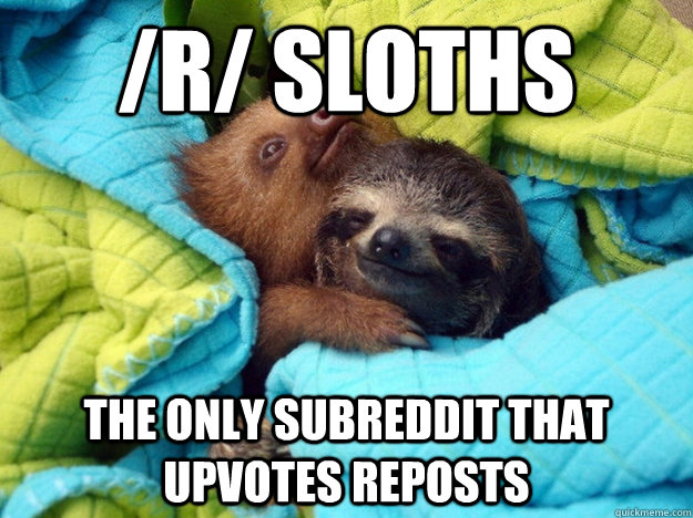 /r/ sloths the only subreddit that upvotes reposts - /r/ sloths the only subreddit that upvotes reposts  Misc