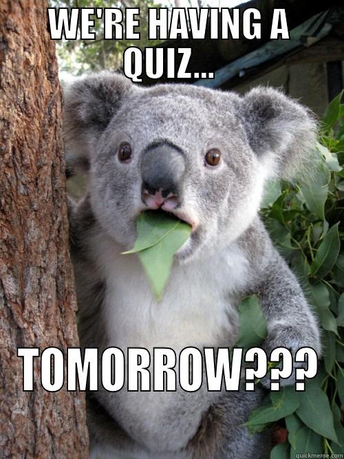 WE'RE HAVING A QUIZ... TOMORROW??? koala bear