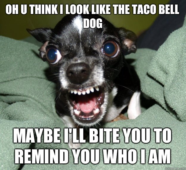 OH U THINK I LOOK LIKE THE TACO BELL DOG MAYBE I'LL BITE YOU TO REMIND YOU WHO I AM  Chihuahua Logic
