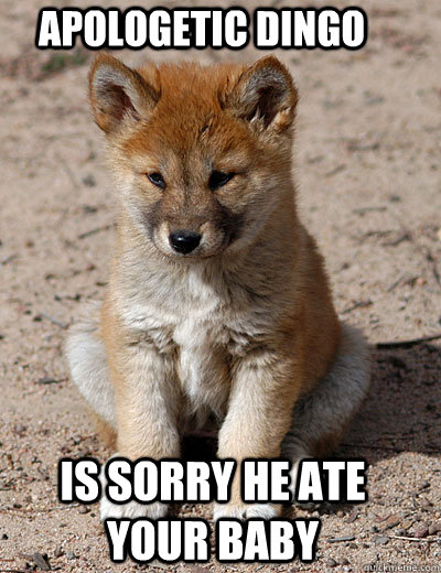 Apologetic Dingo Is sorry he ate your baby  Apologetic dingo