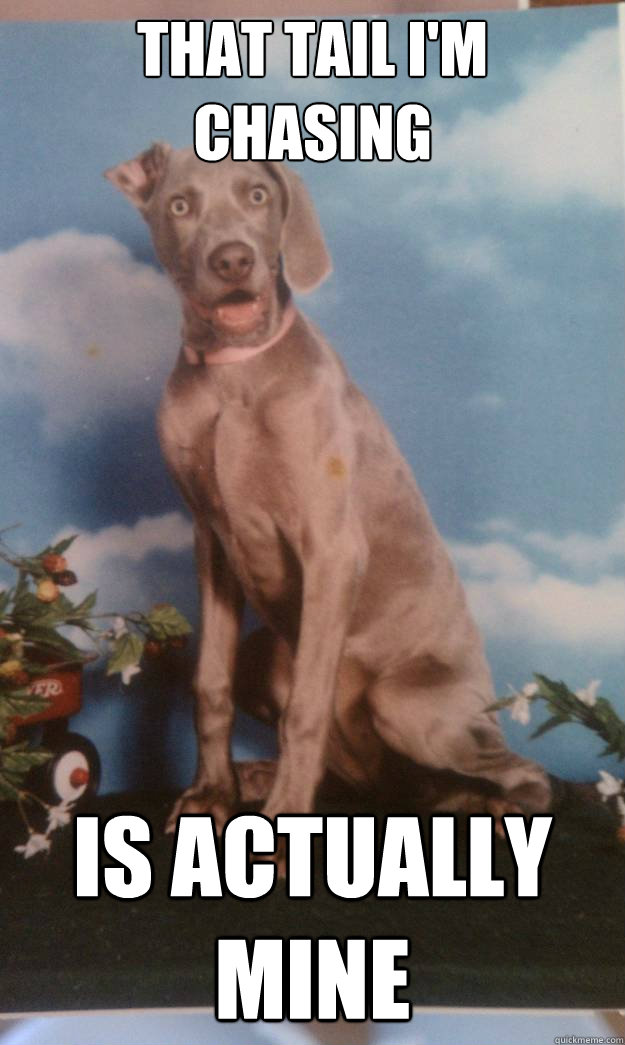 That tail I'm chasing Is actually mine - That tail I'm chasing Is actually mine  Sudden Clarity Comet
