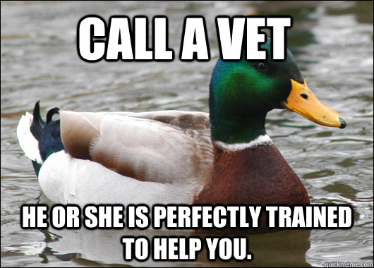 Call a Vet He or she is perfectly trained to help you.  Actual Advice Mallard