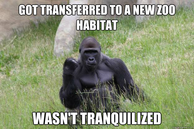 got transferred to a new zoo habitat wasn't tranquilized - got transferred to a new zoo habitat wasn't tranquilized  Success Gorilla