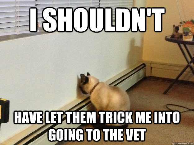 I shouldn't have let them trick me into going to the vet  Regretful Cat
