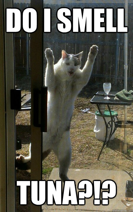 DO I SMELL TUNA?!?  
