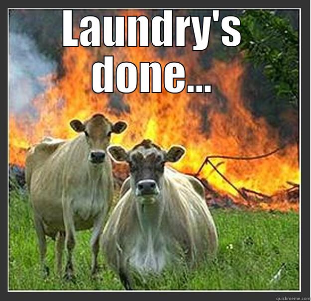 laundry funny - LAUNDRY'S DONE...  Evil cows