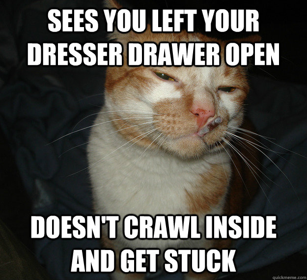 sees you left your dresser drawer open Doesn't crawl inside and get stuck   Good Guy Cat